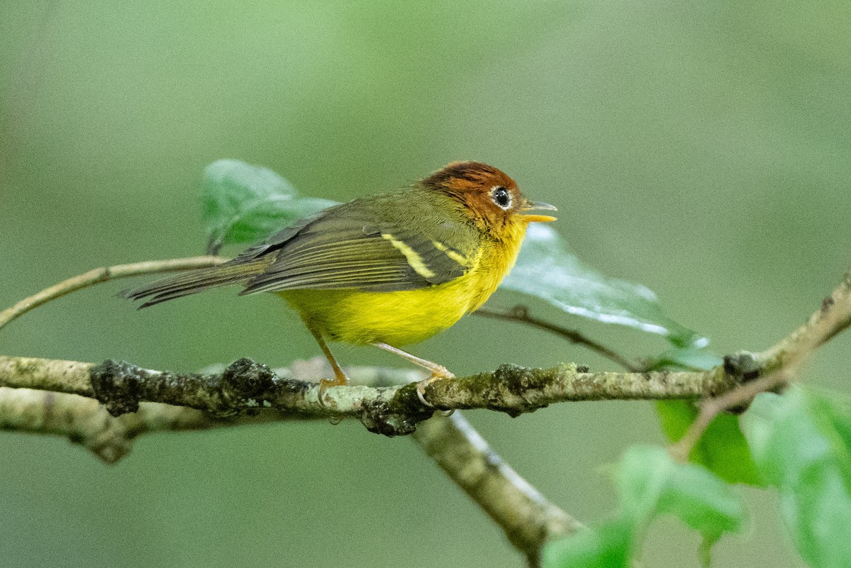 Скриточуб жовтогрудий - ML644080506