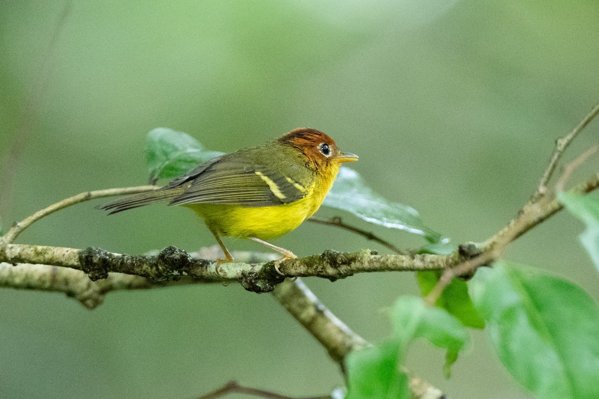 Скриточуб жовтогрудий - ML644080507