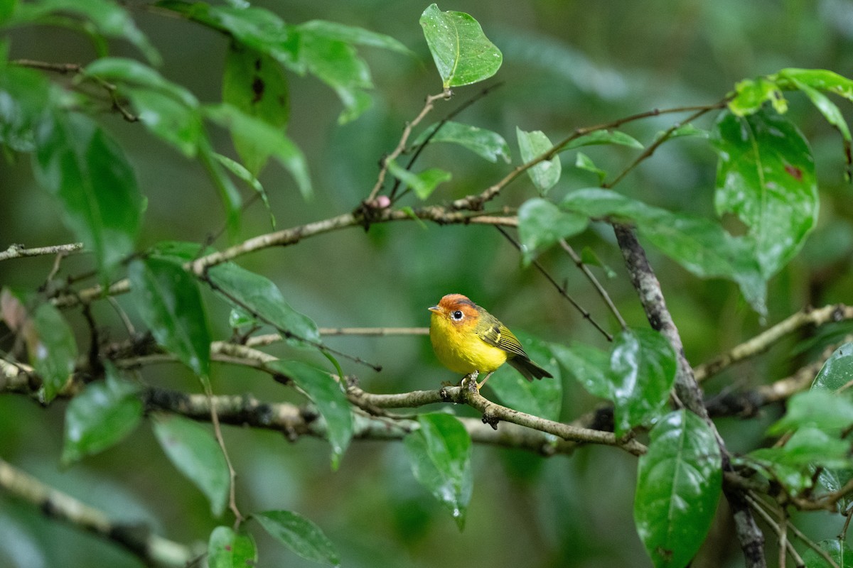 Скриточуб жовтогрудий - ML644080508