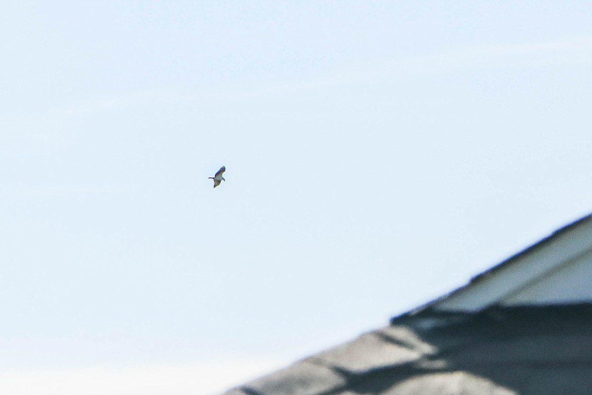 Osprey - ML644080509