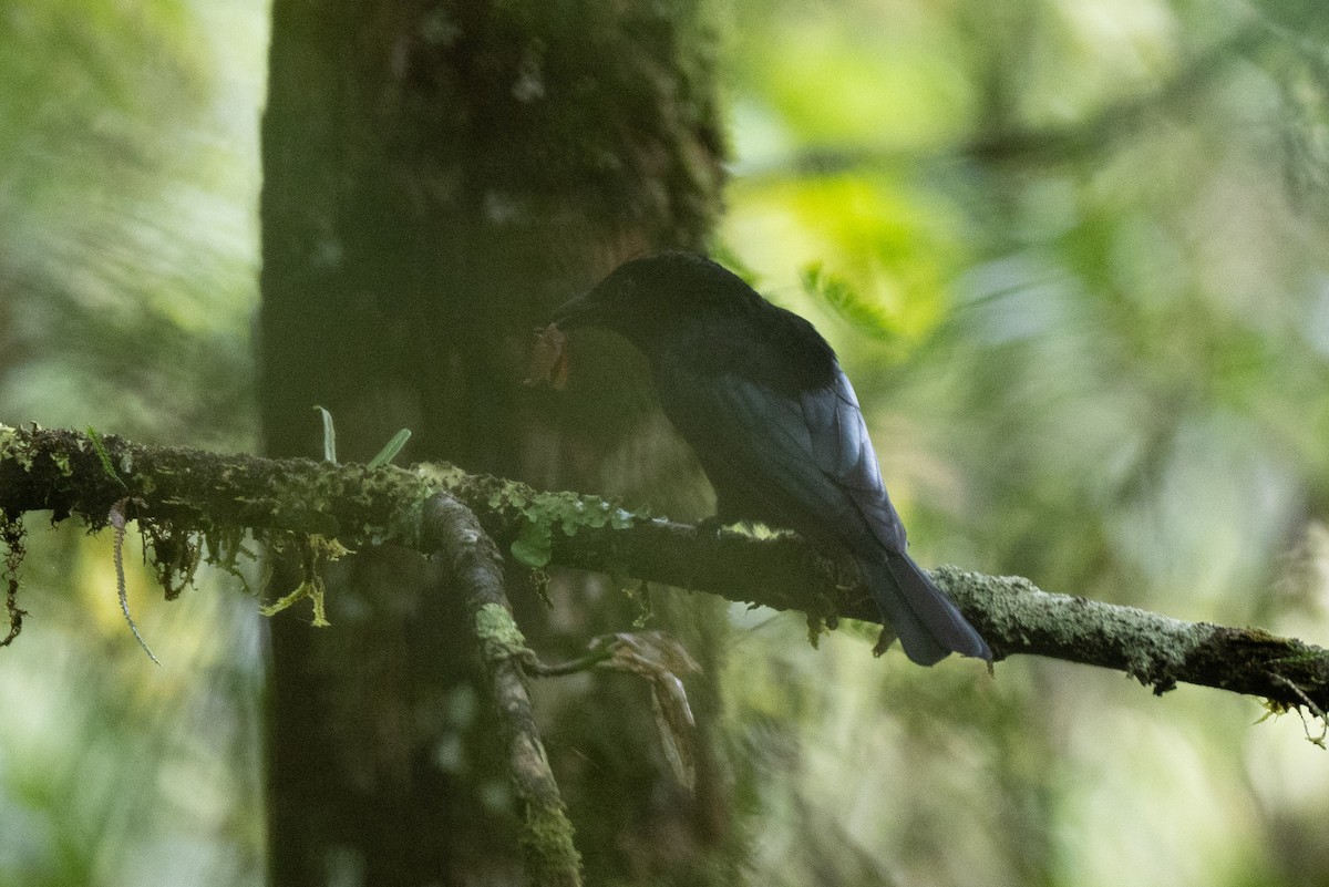 Drongo bronzé - ML644080510