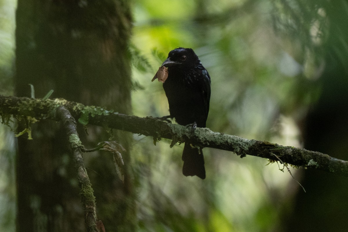 Drongo bronzé - ML644080511