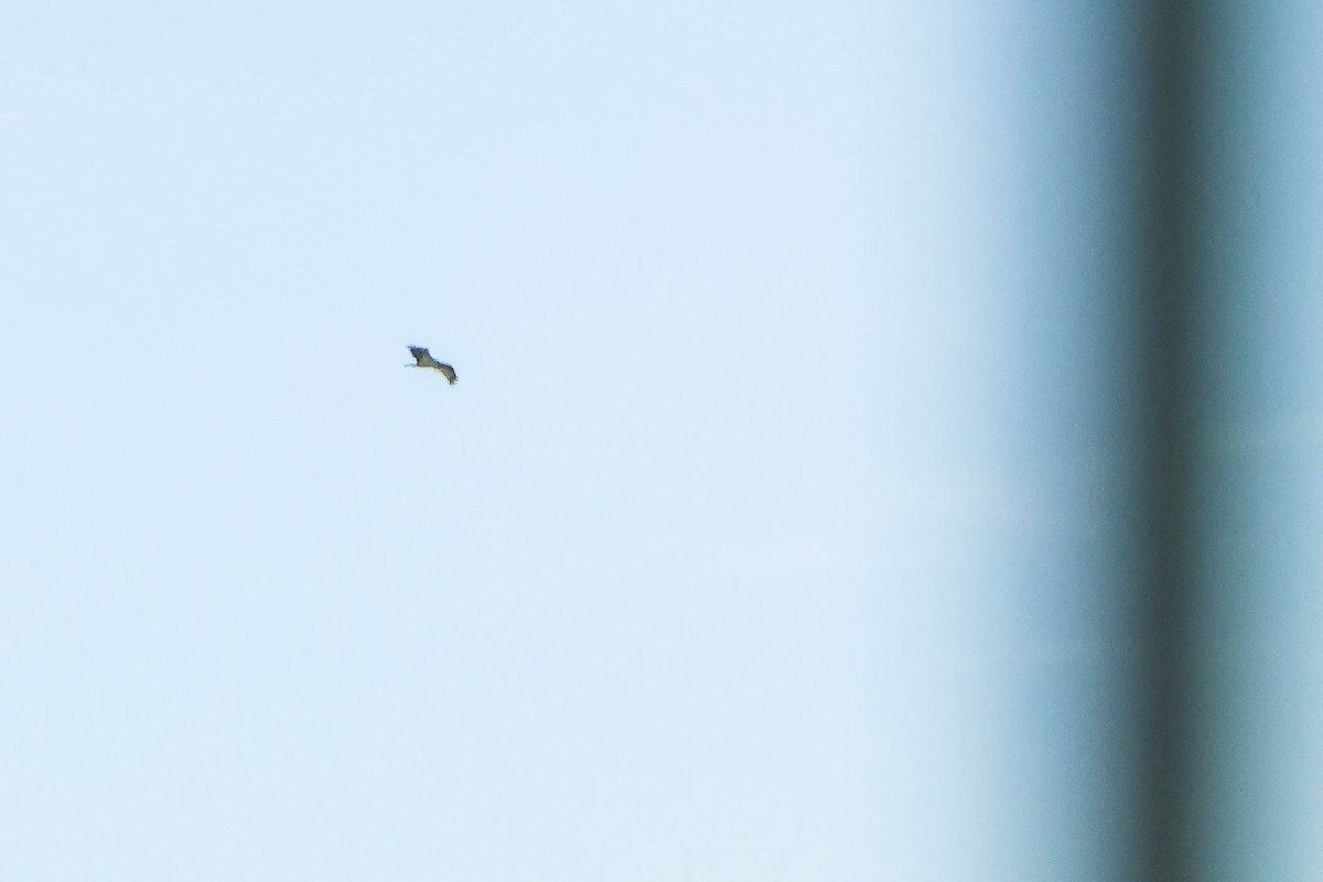 Osprey - ML644080516