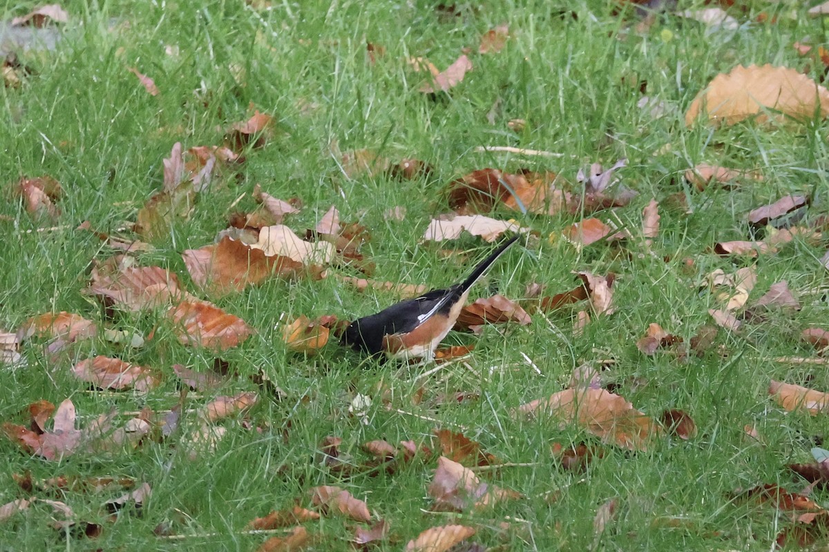 Rötelgrundammer - ML644080519