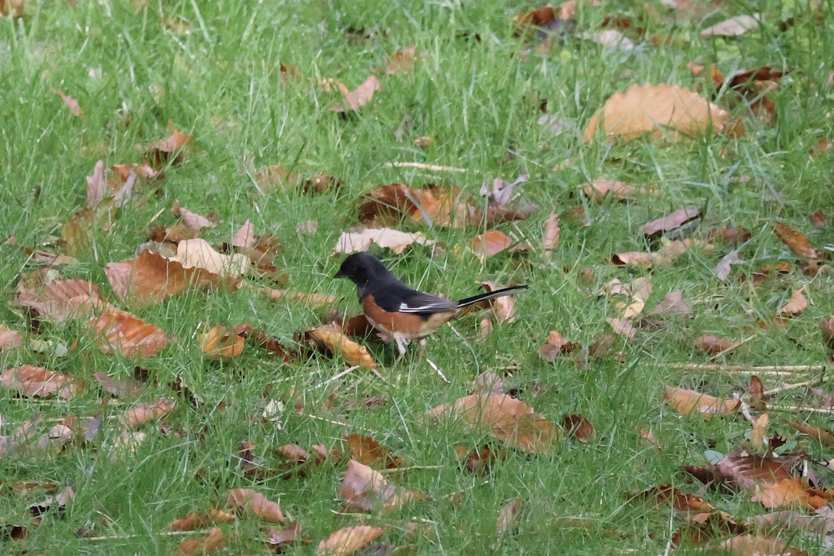 Rötelgrundammer - ML644080520