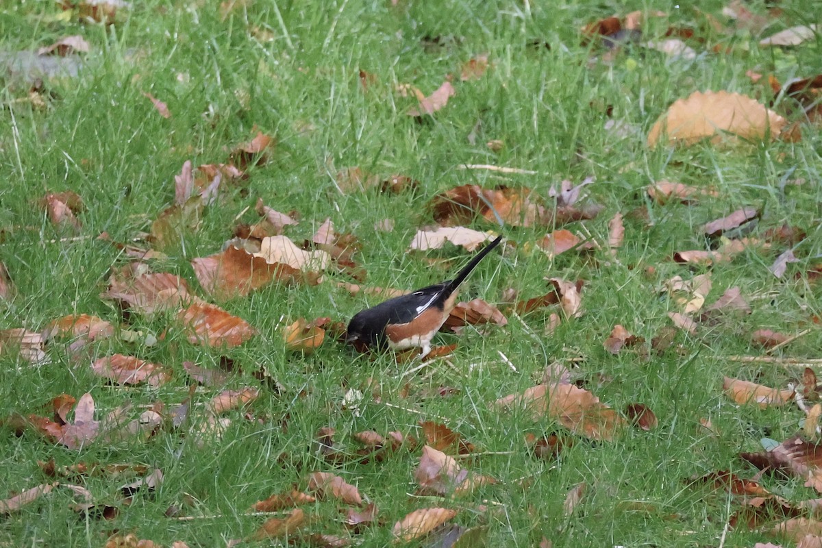 Rötelgrundammer - ML644080521