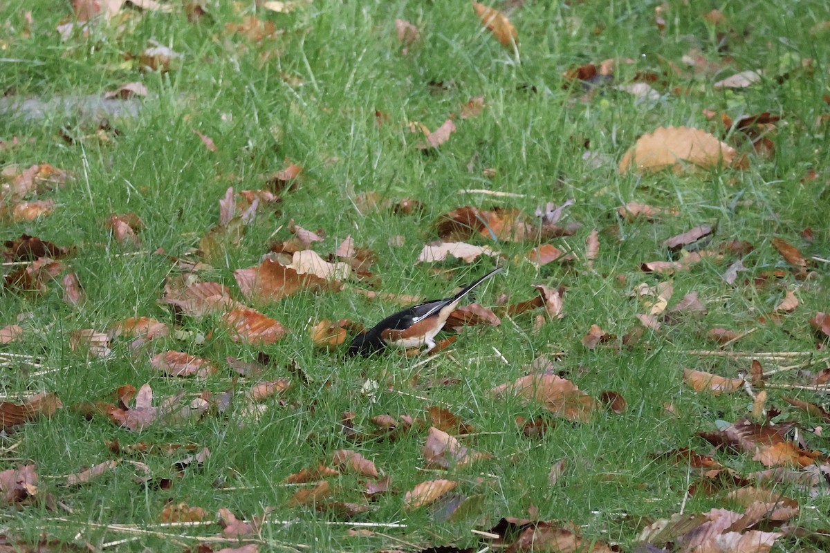 Rötelgrundammer - ML644080522