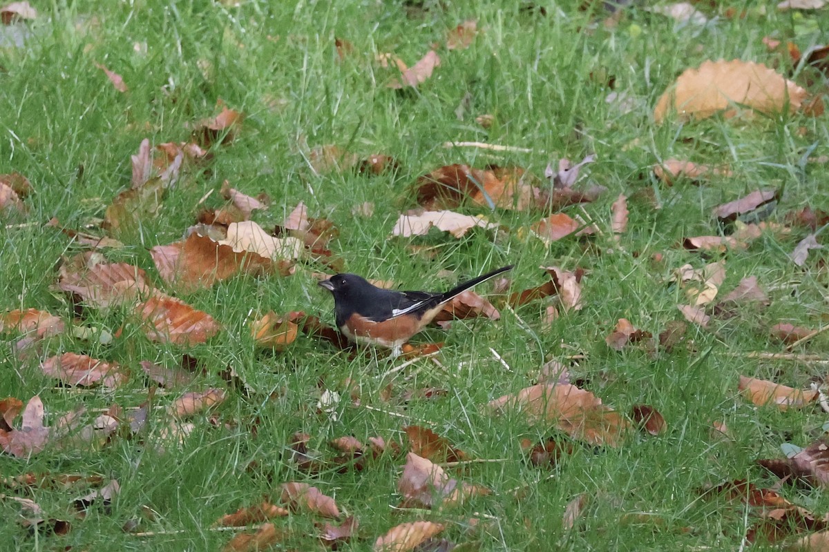 Rötelgrundammer - ML644080523