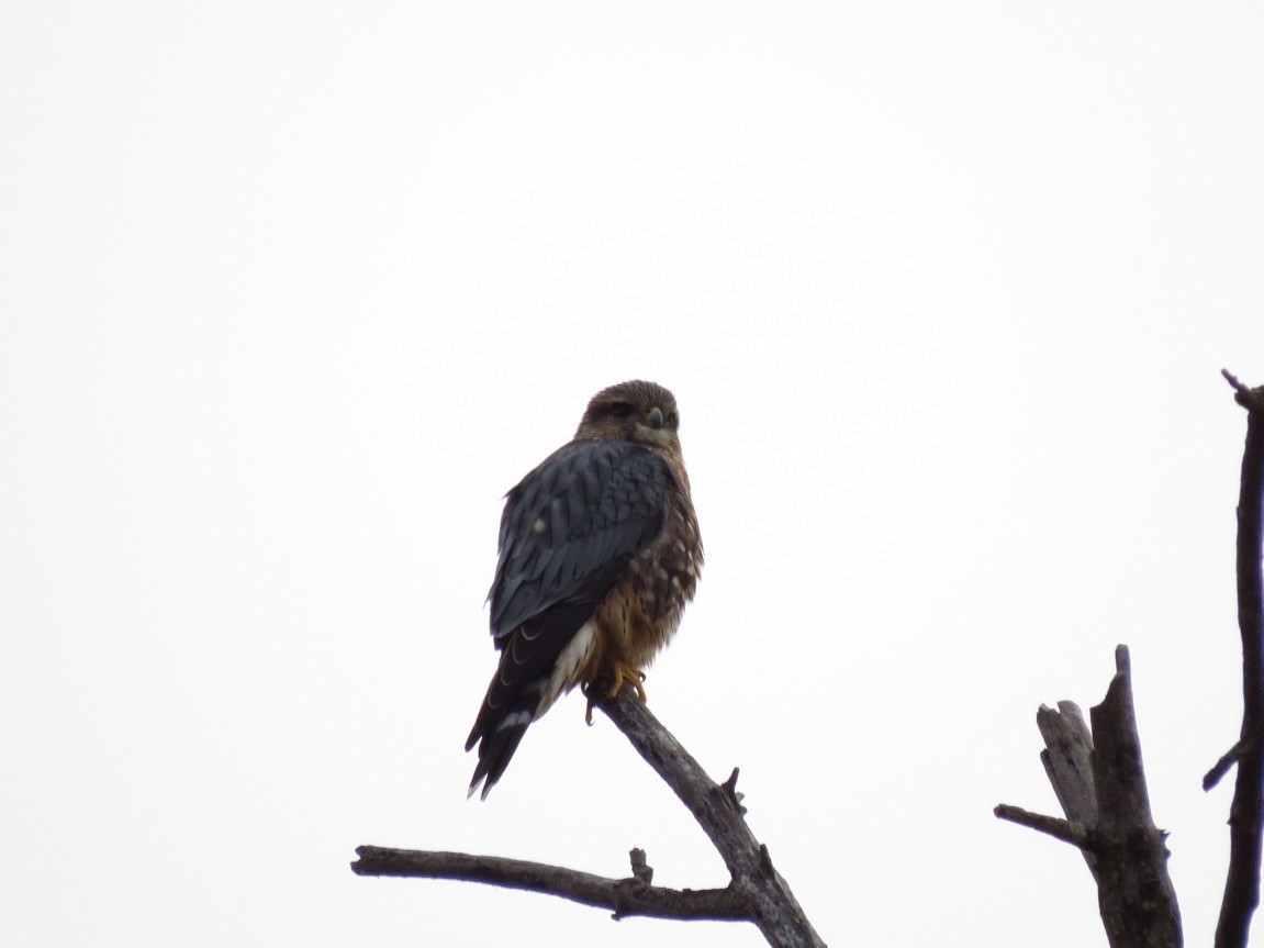 Merlin - ML644080525