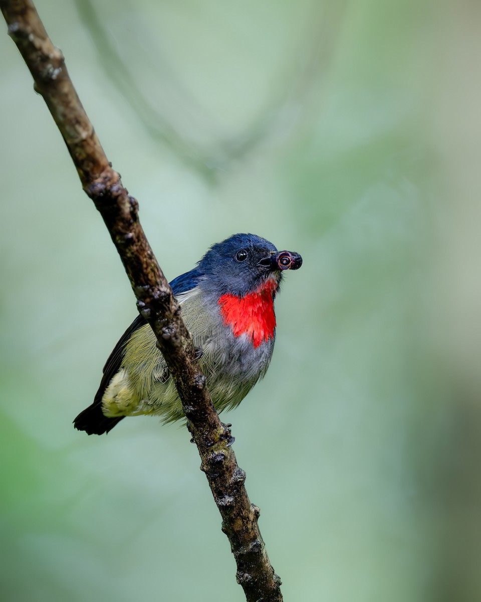 Black-sided Flowerpecker - ML644080526