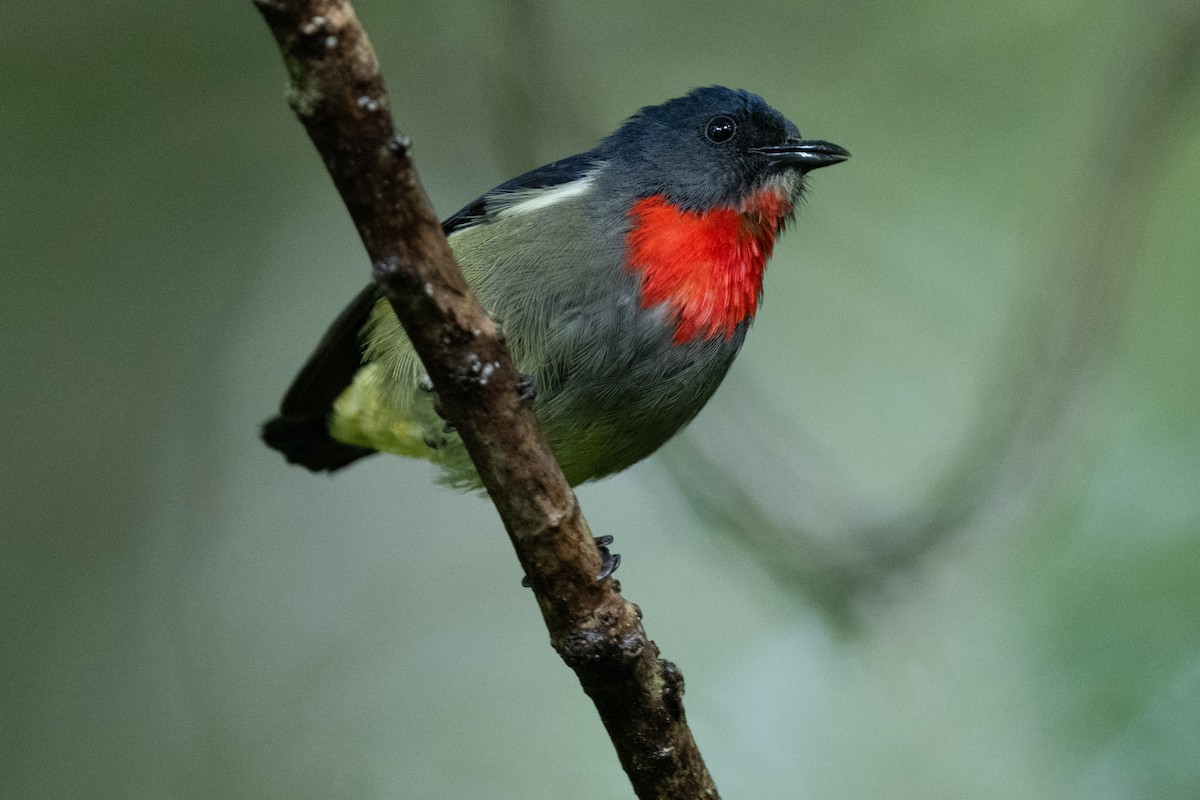 Black-sided Flowerpecker - ML644080527