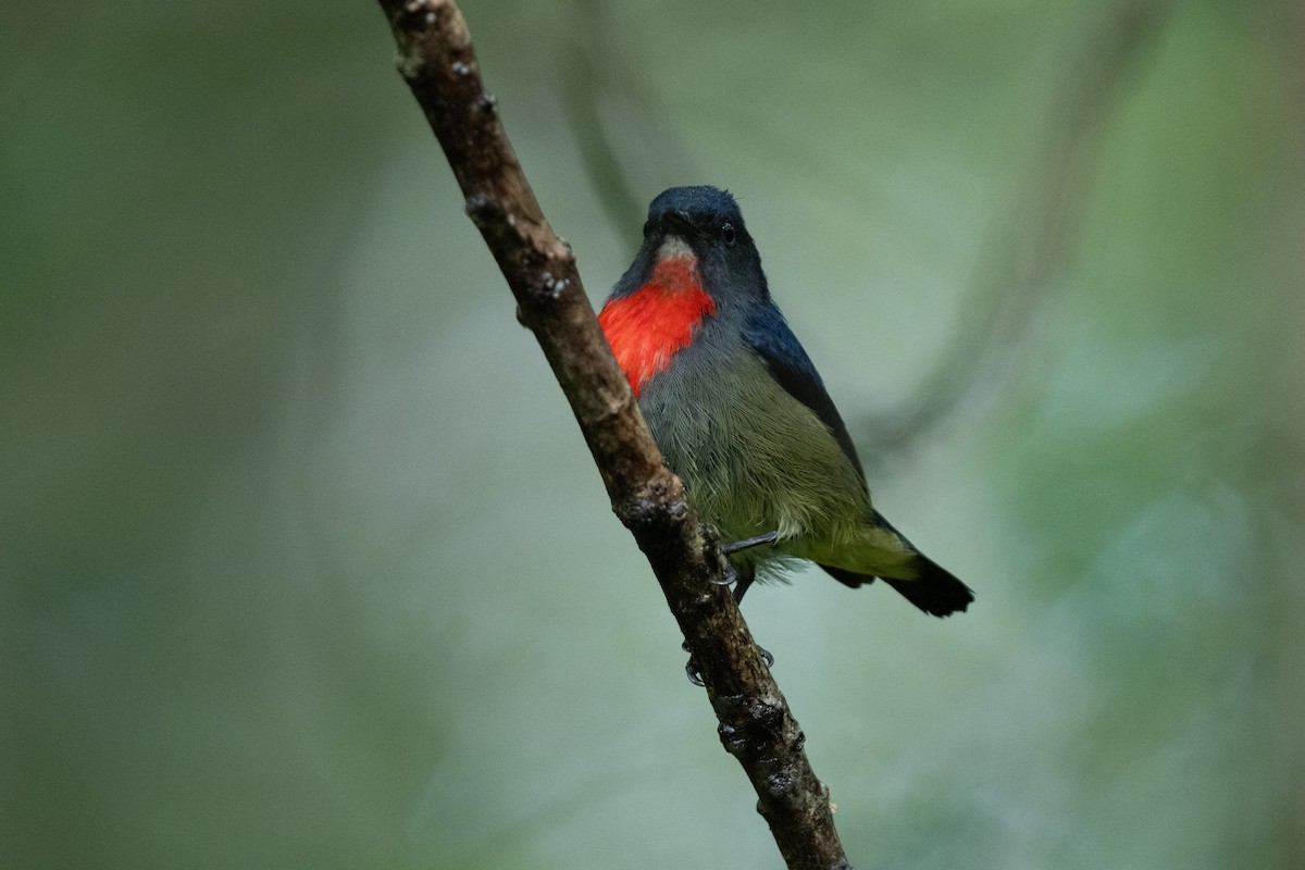 Black-sided Flowerpecker - ML644080528