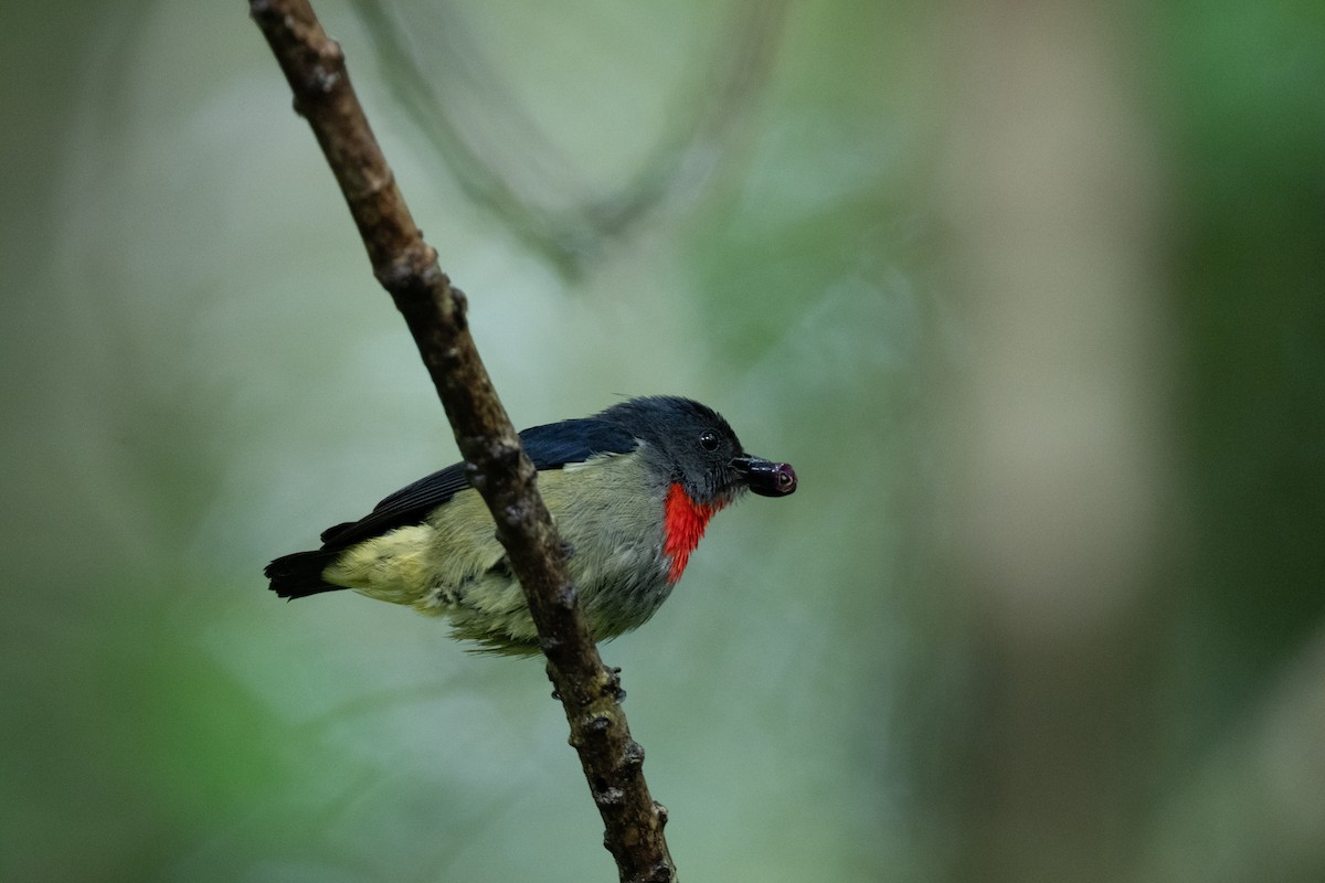 Black-sided Flowerpecker - ML644080529