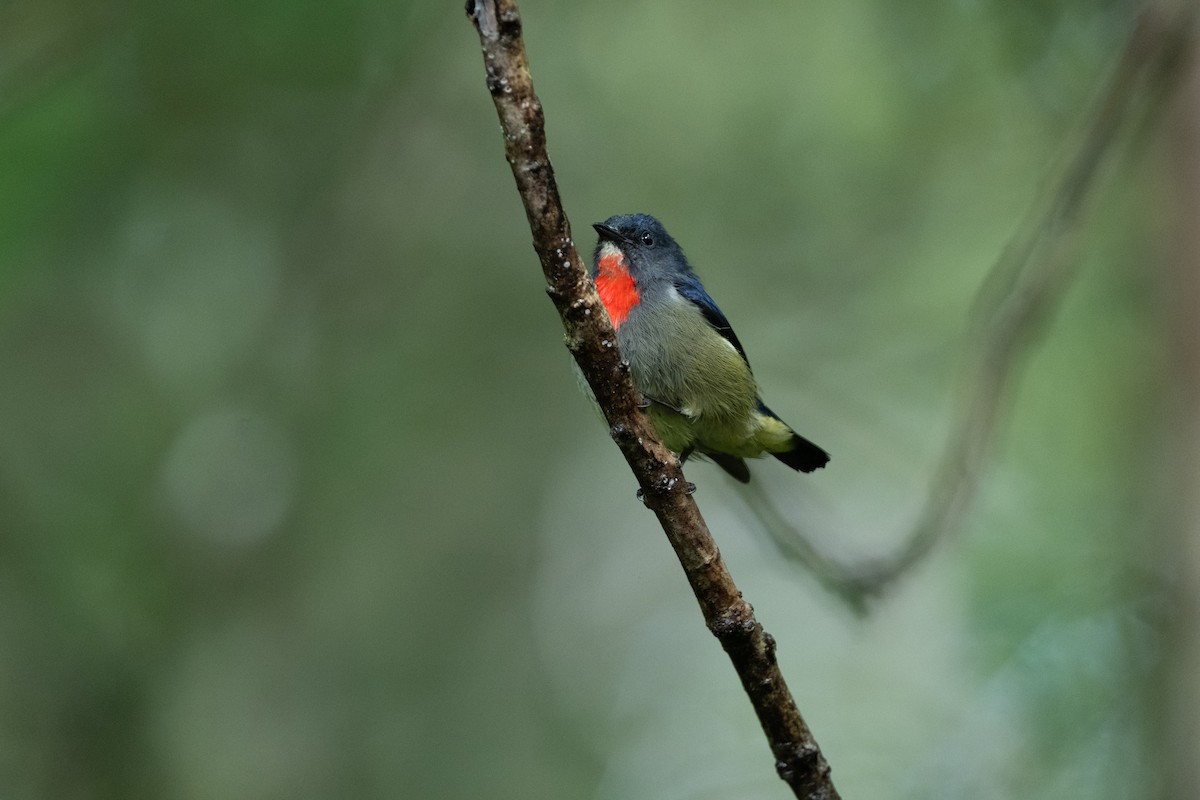 Black-sided Flowerpecker - ML644080530