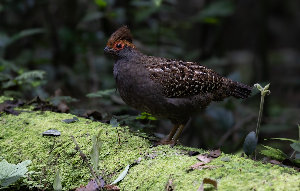 Spot-winged Wood-Quail - ML644080531