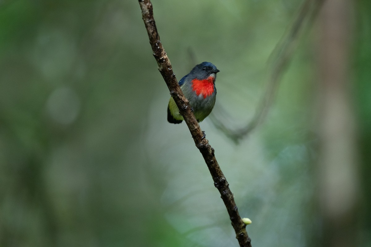 Black-sided Flowerpecker - ML644080532