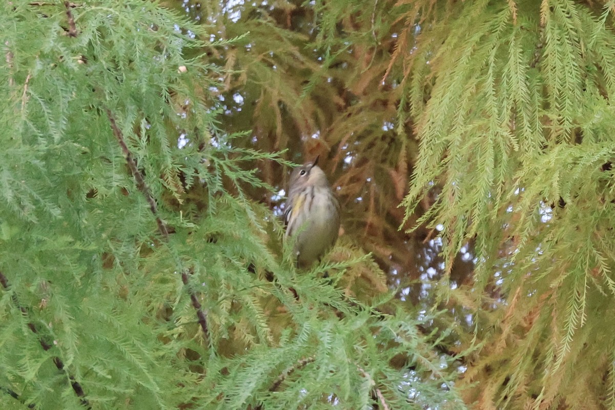 Kronenwaldsänger - ML644080536