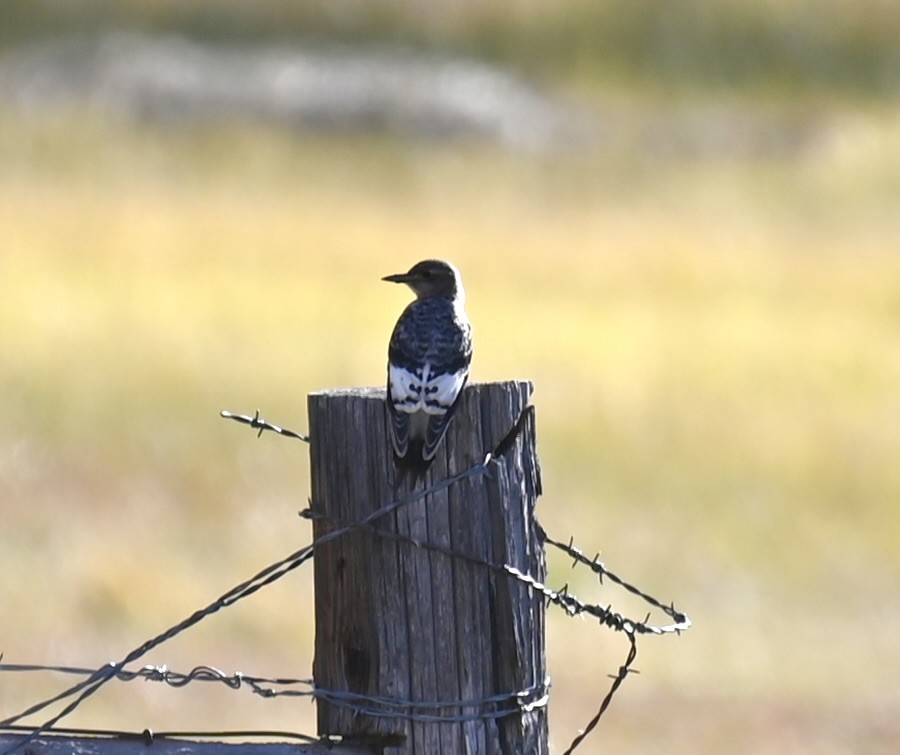 Red-headed Woodpecker - ML644080539