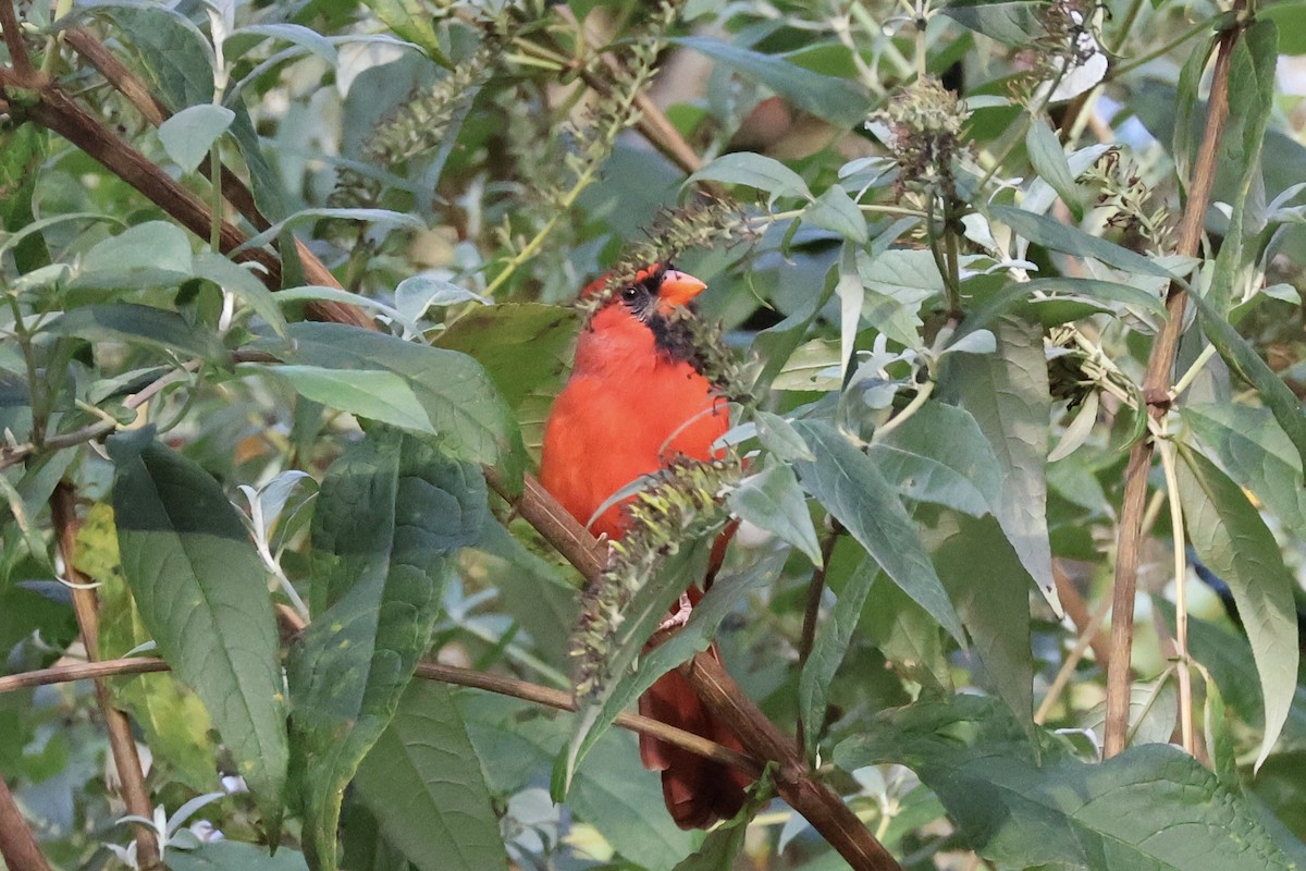 Rotkardinal - ML644080550