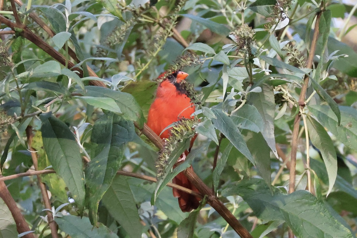 Rotkardinal - ML644080551