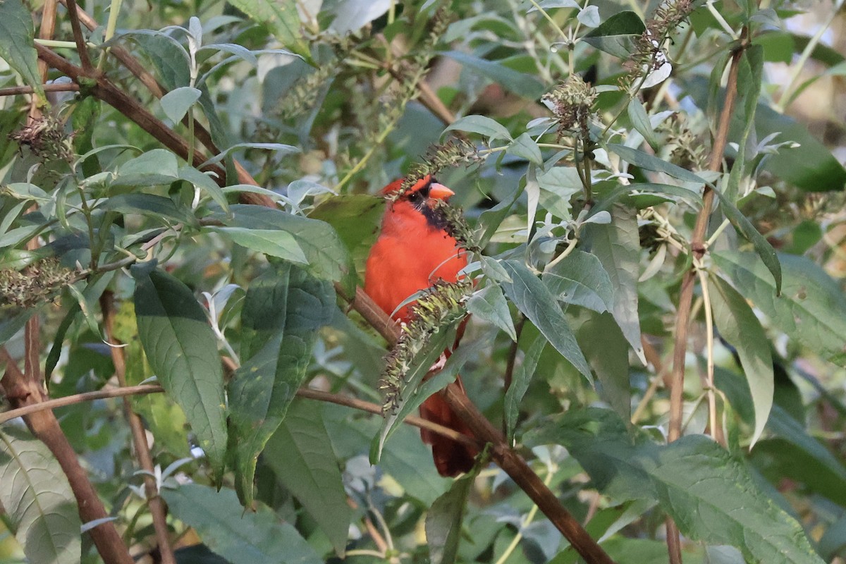 Rotkardinal - ML644080552