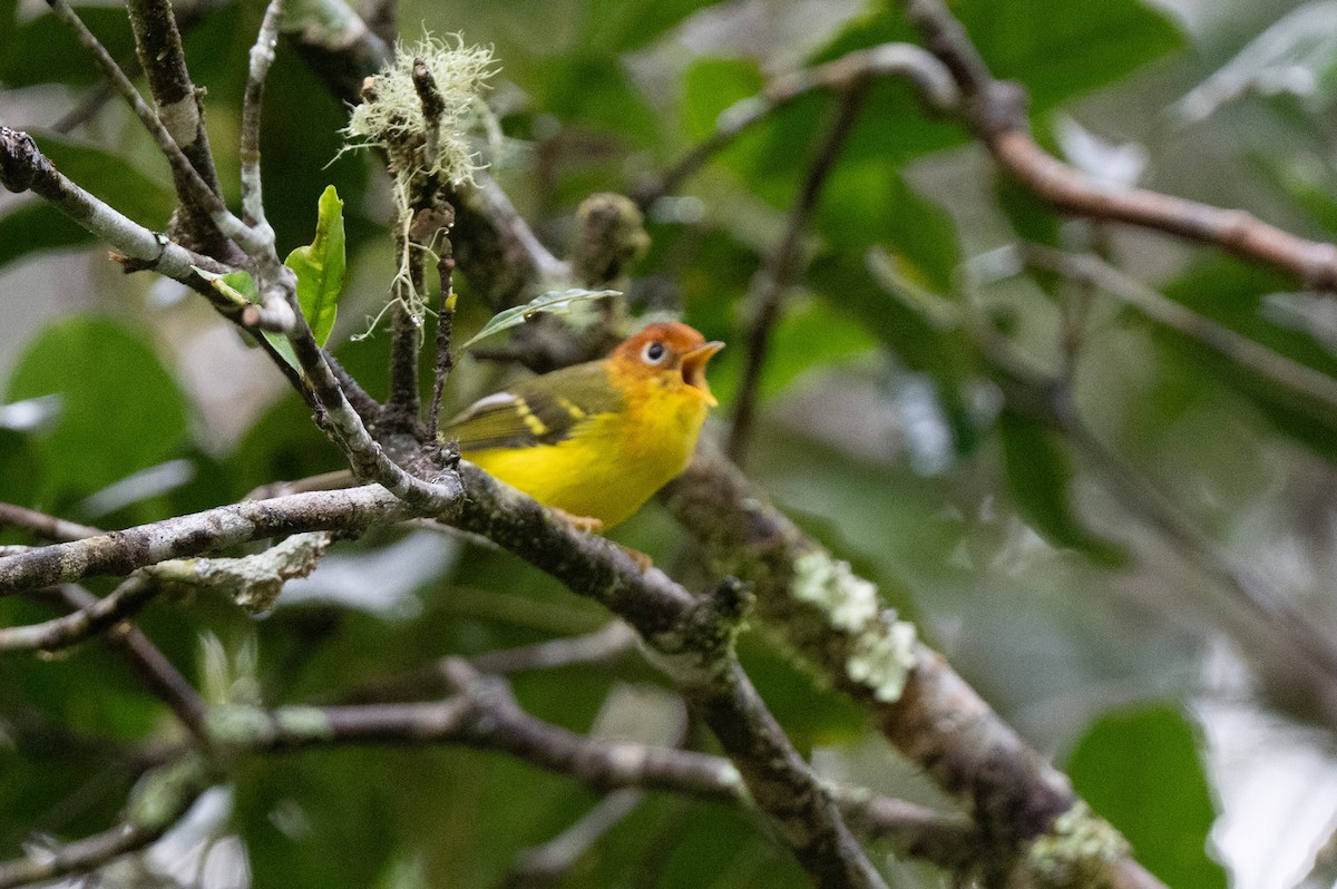 Скриточуб жовтогрудий - ML644080553