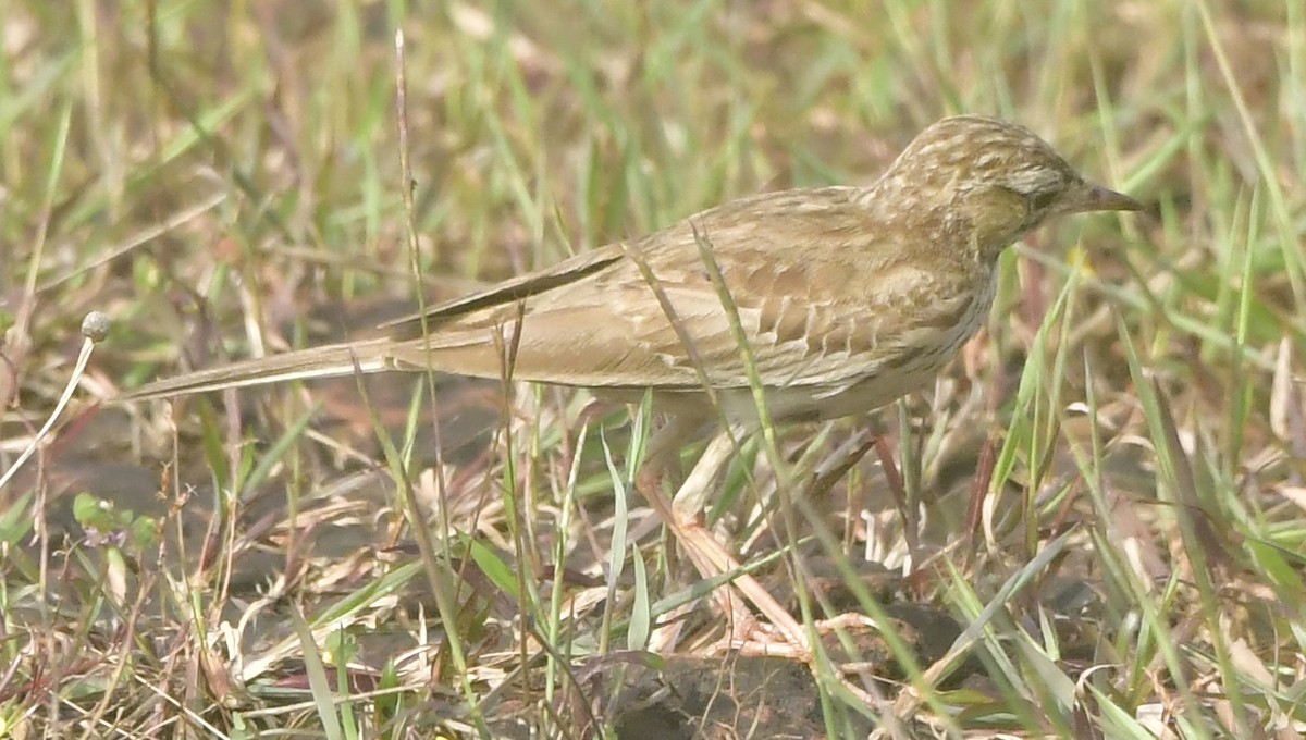 Tawny Pipit - ML644080555
