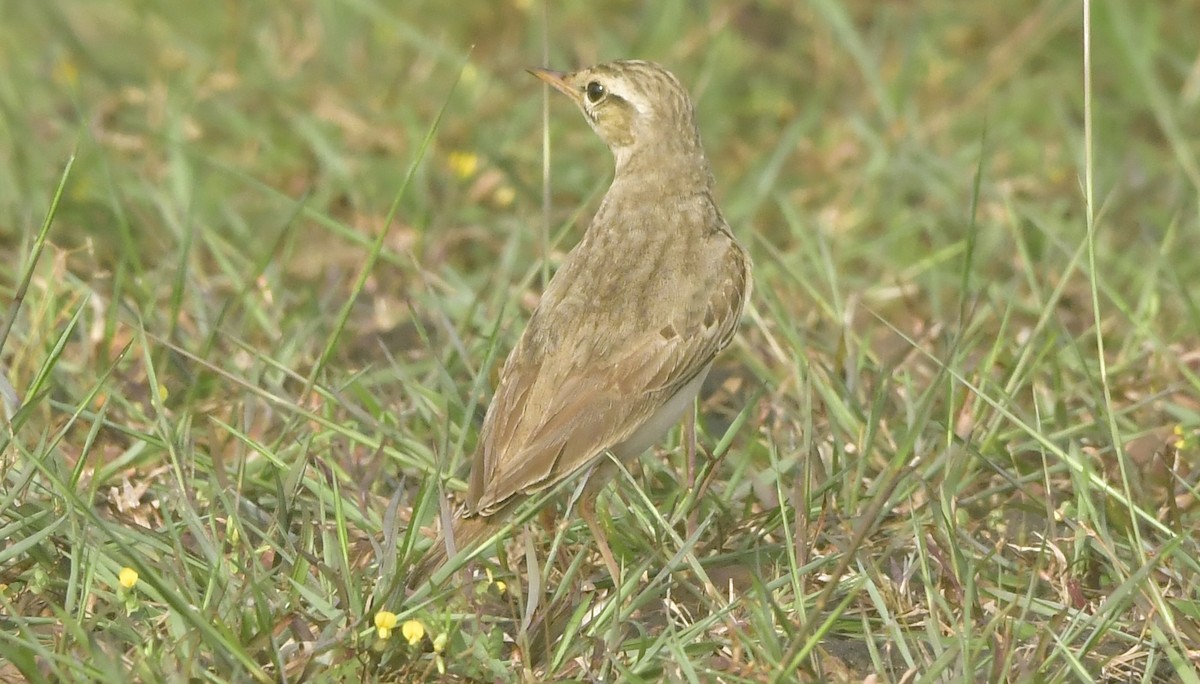 Tawny Pipit - ML644080556