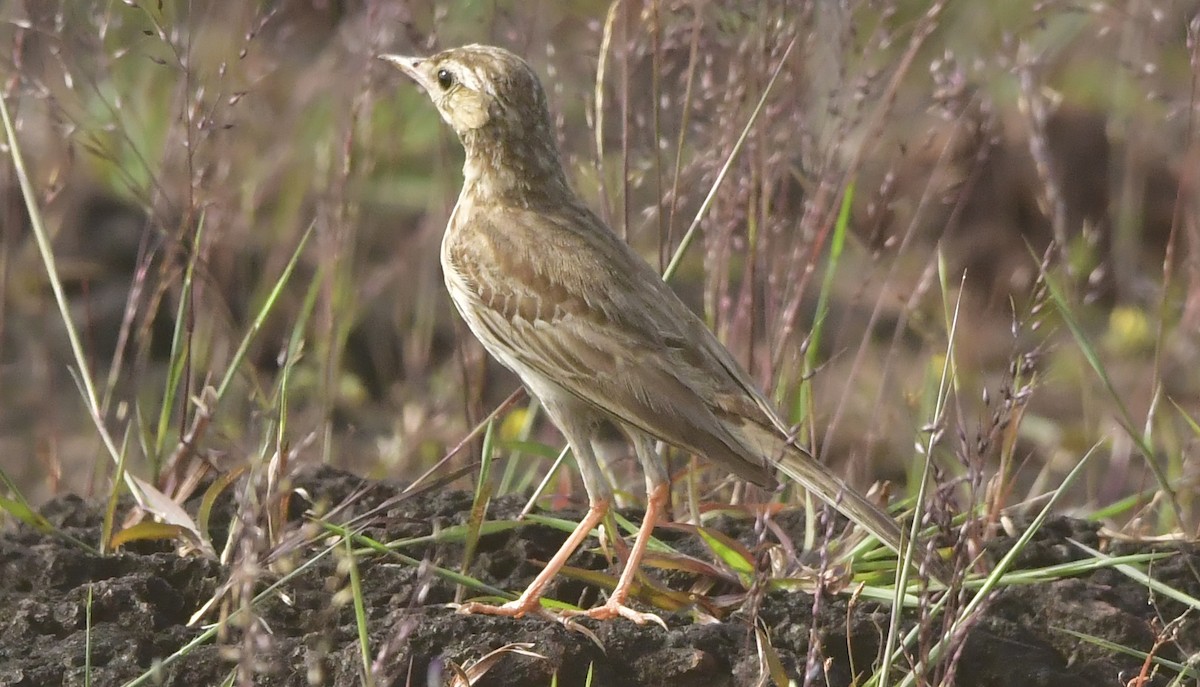 Tawny Pipit - ML644080557
