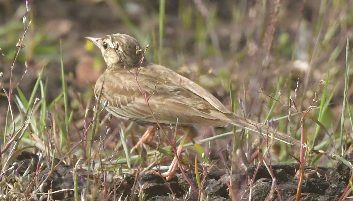 Tawny Pipit - ML644080558
