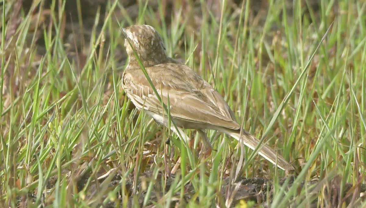 Tawny Pipit - ML644080559
