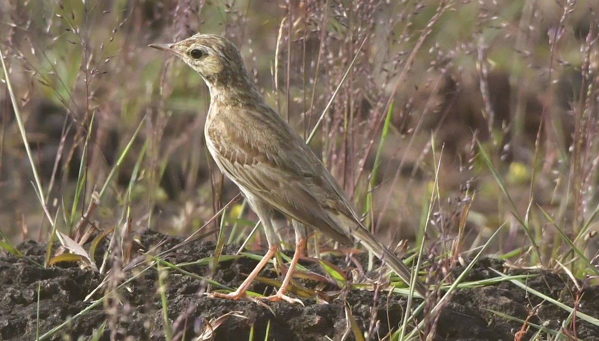 Tawny Pipit - ML644080560