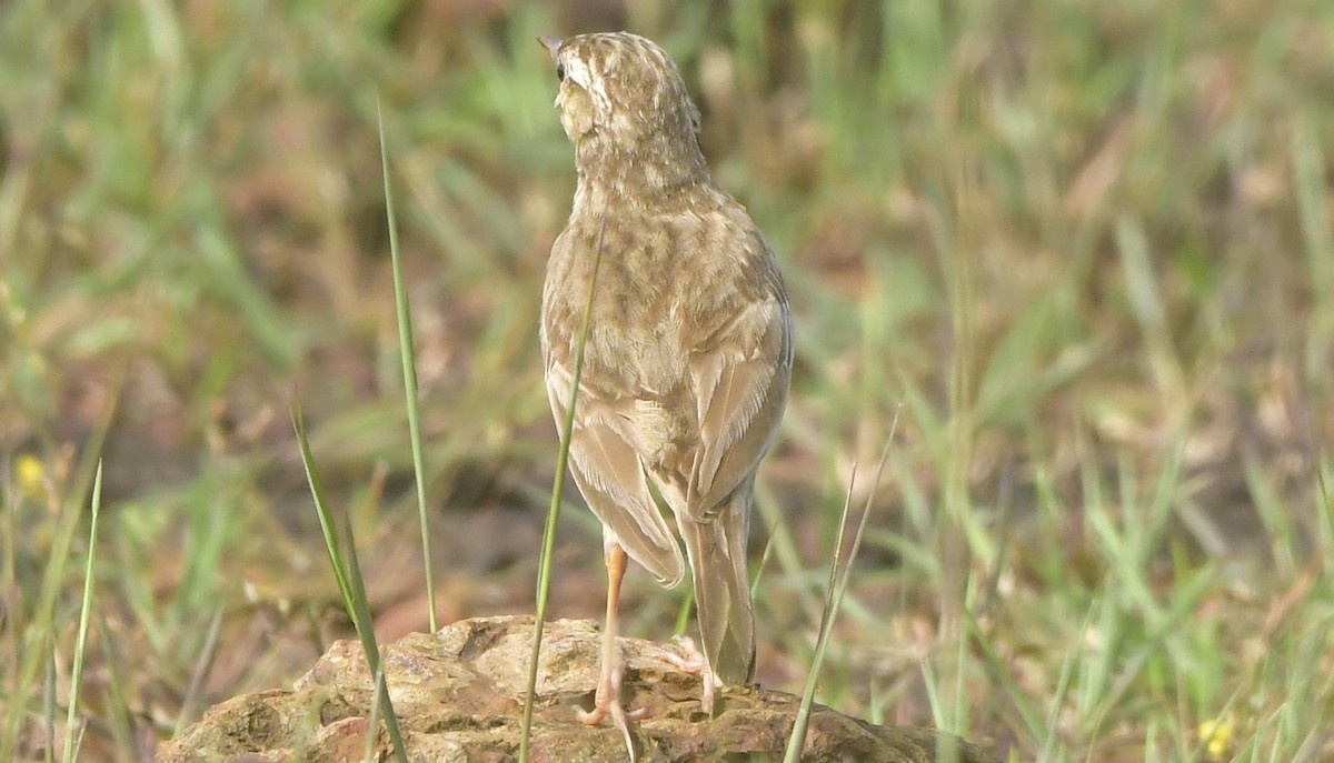 Tawny Pipit - ML644080561