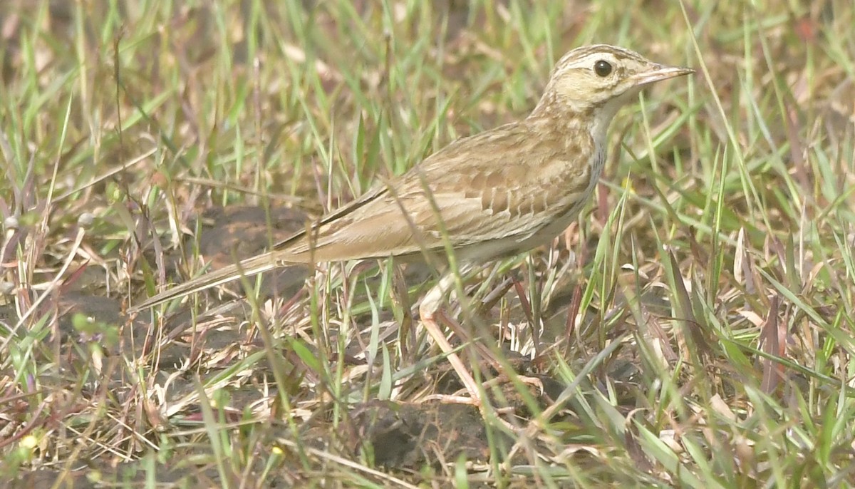 Tawny Pipit - ML644080563