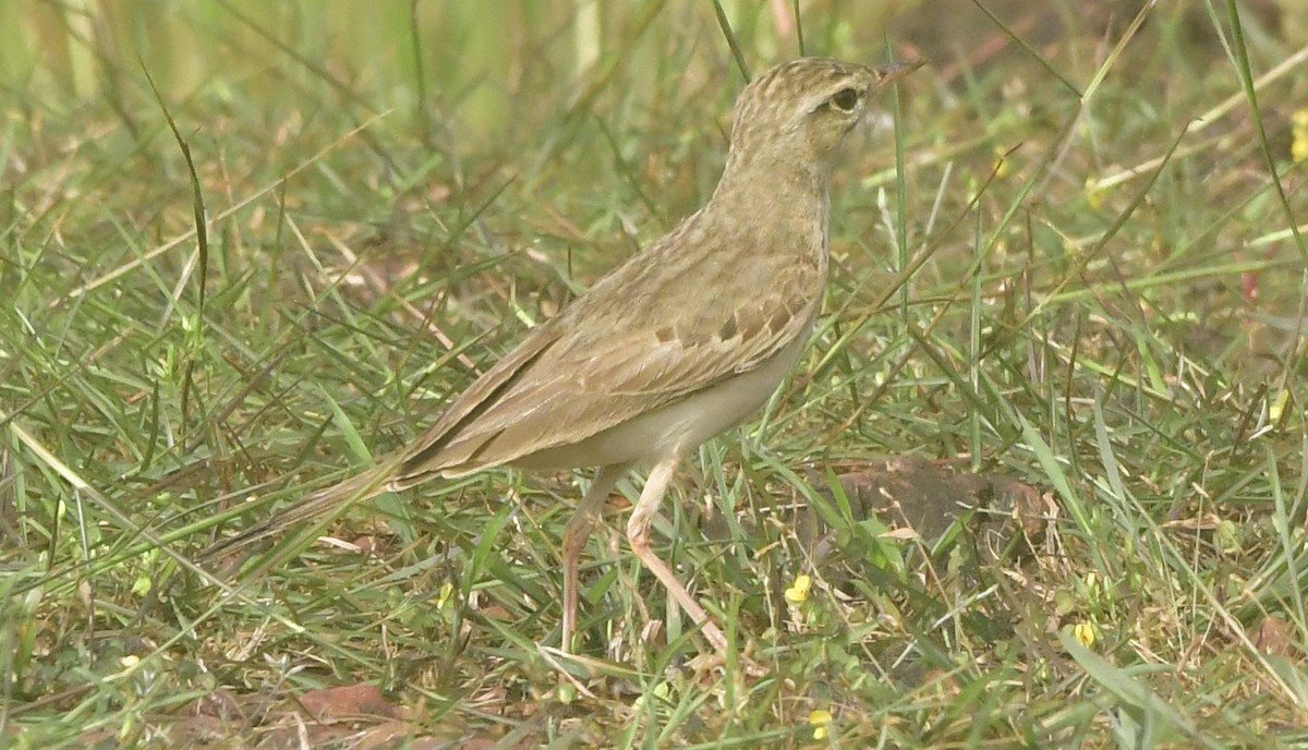 Tawny Pipit - ML644080564