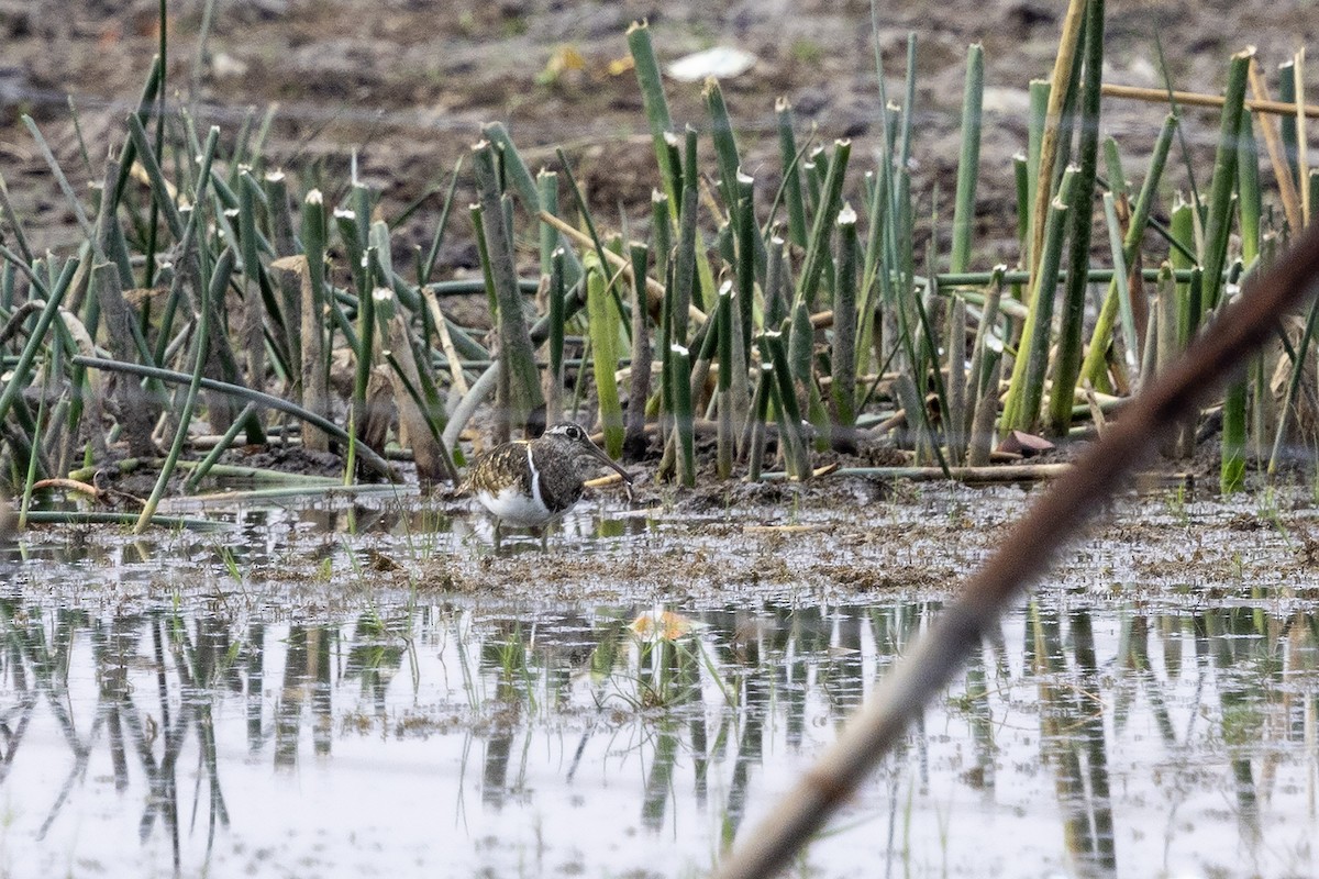 Greater Painted-Snipe - ML644080574