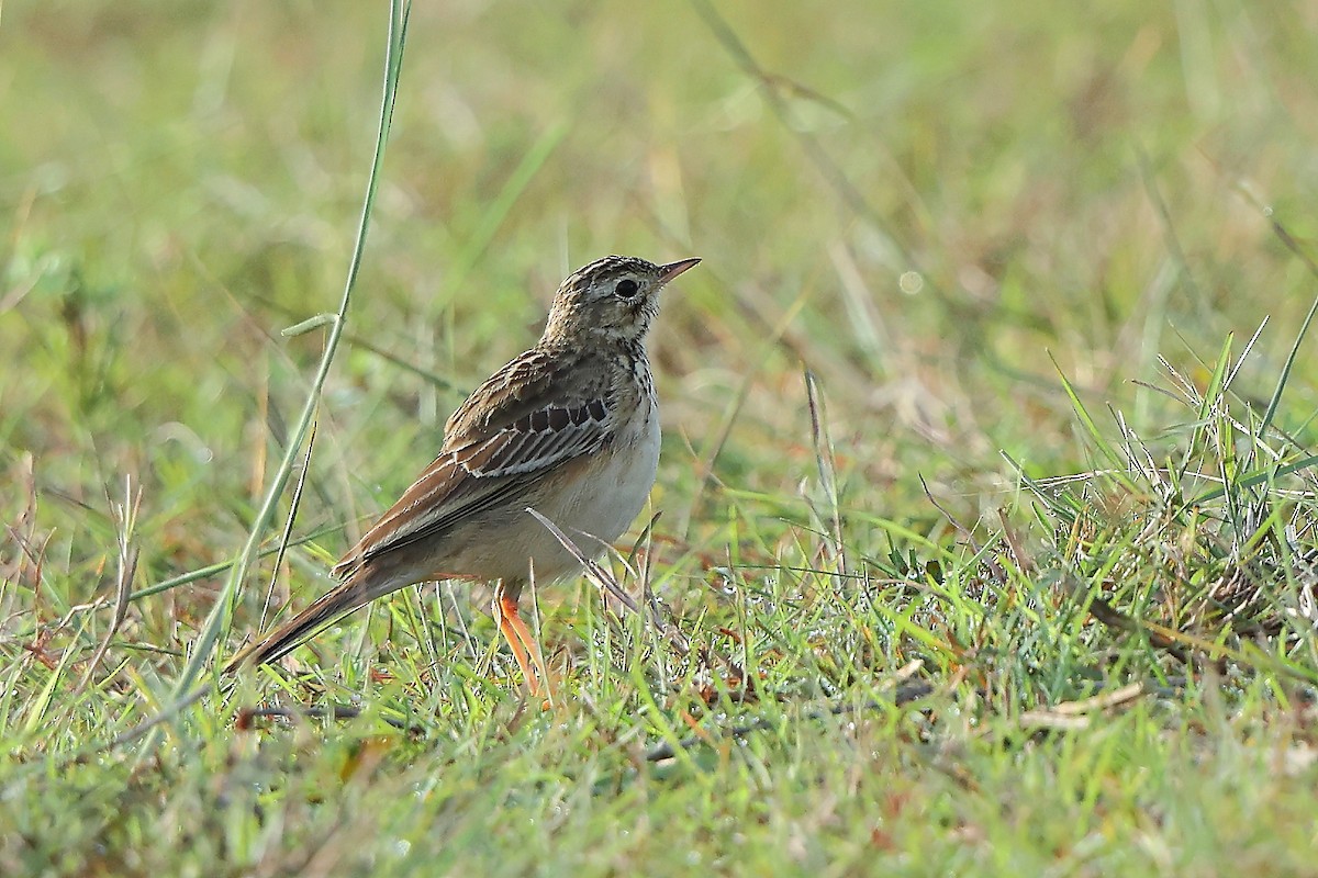 Blyth's Pipit - ML644080575