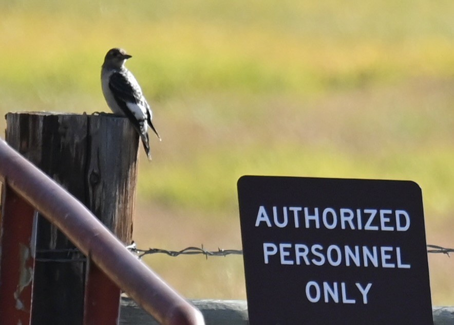 Red-headed Woodpecker - ML644080576