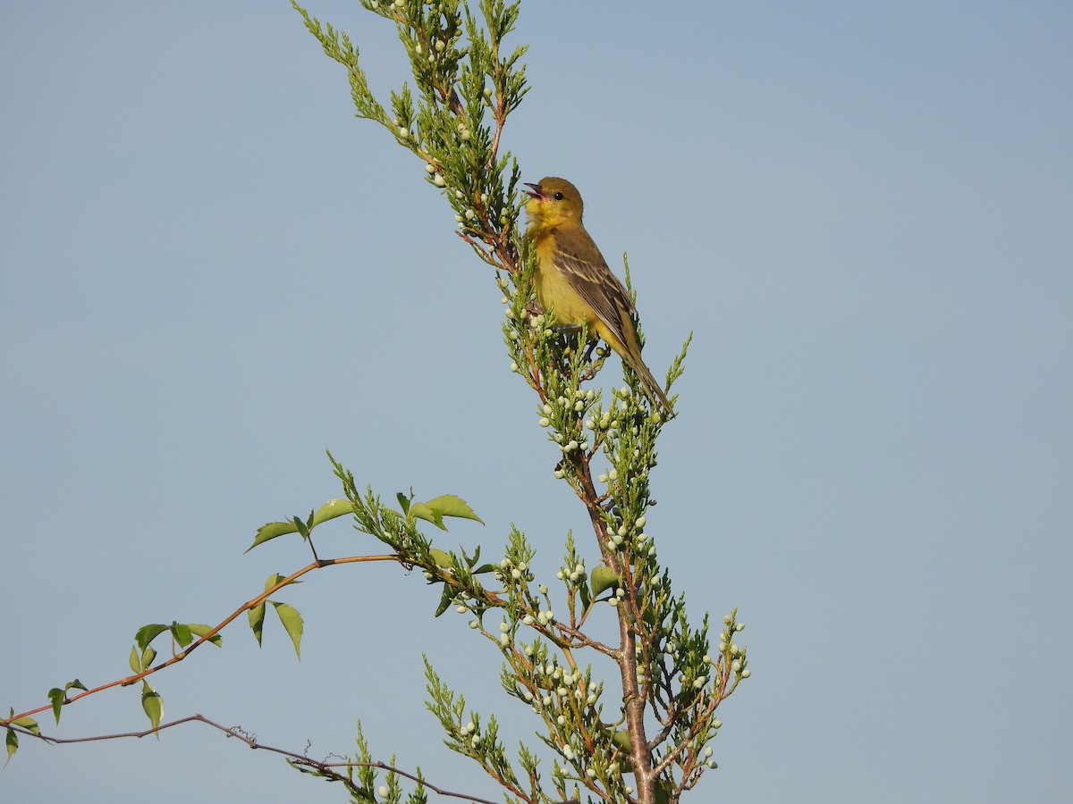 Orchard Oriole - ML644080578