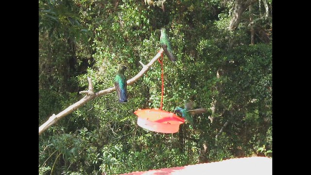Lesser Violetear - ML644080621