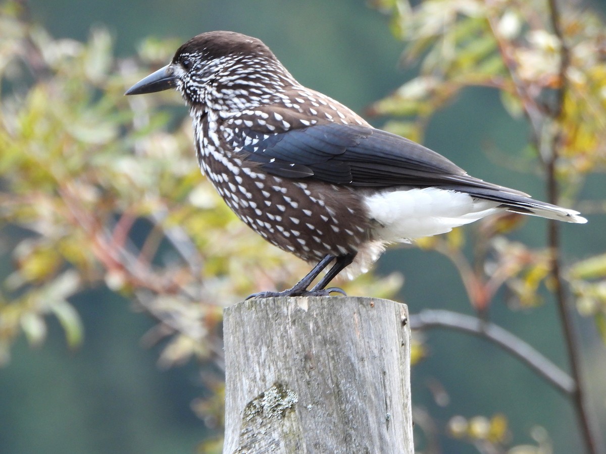 Northern Nutcracker - ML644080628