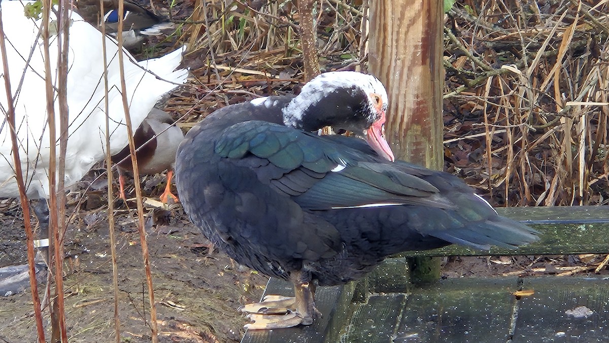 moskusand (domestisert knoppand) - ML644080632