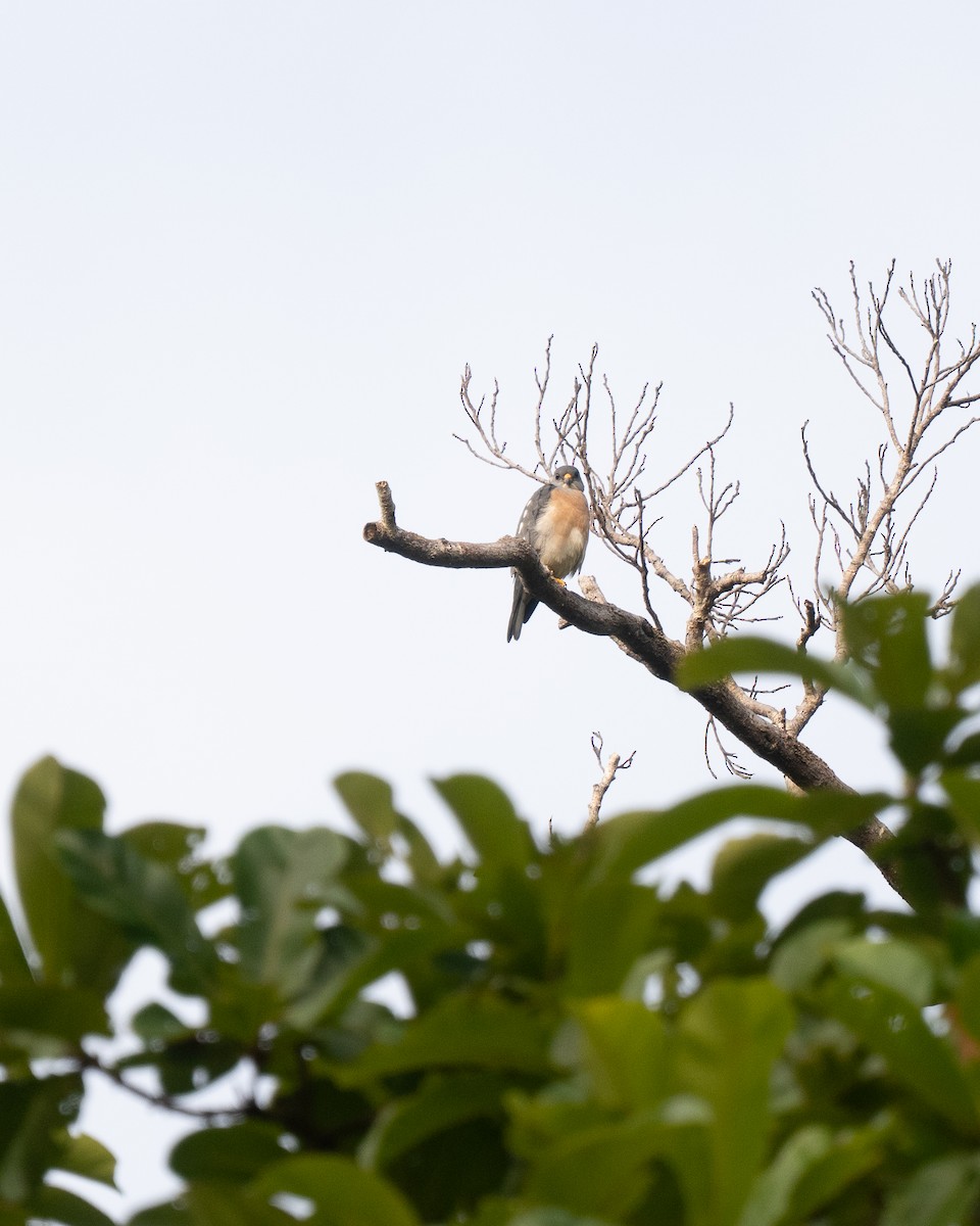 Chinese Sparrowhawk - ML644080633