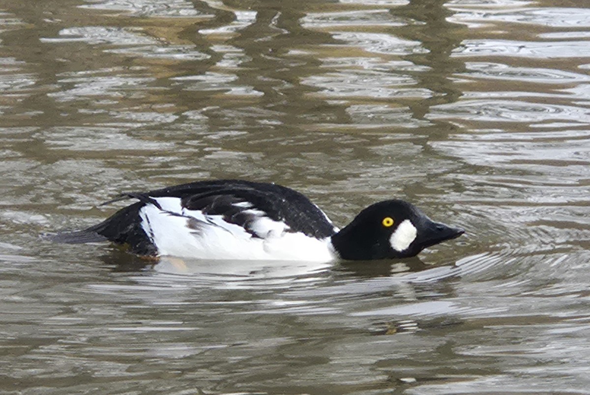 kvinand - ML644080642