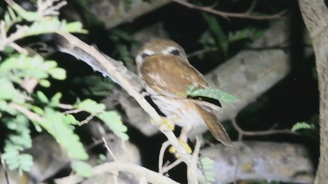 Ferruginous Pygmy-Owl - ML644080643