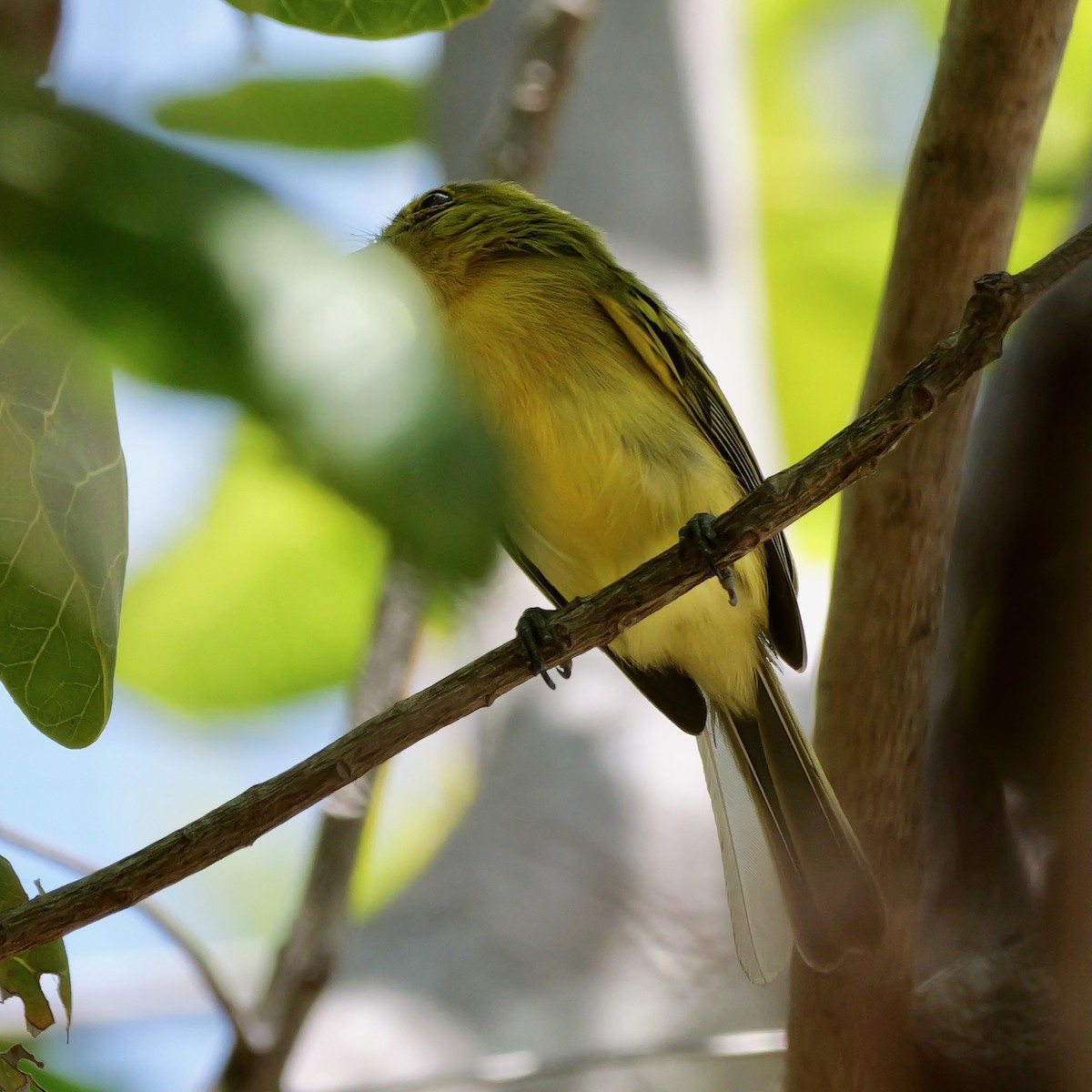 Ochre-lored Flatbill - ML644080644