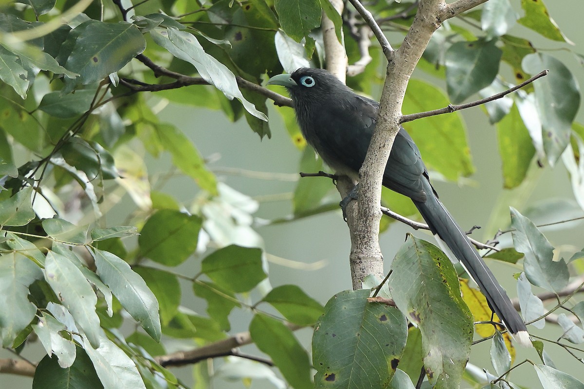 Blue-faced Malkoha - ML644080653