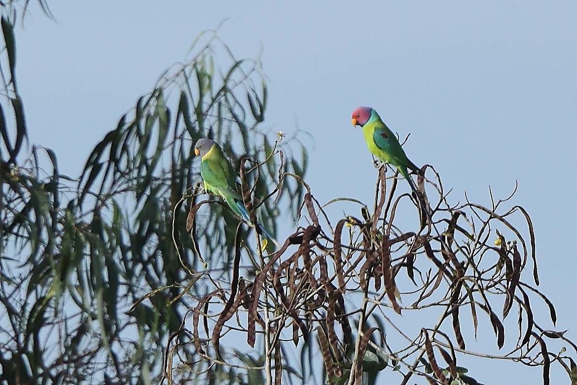 Plum-headed Parakeet - ML644080655
