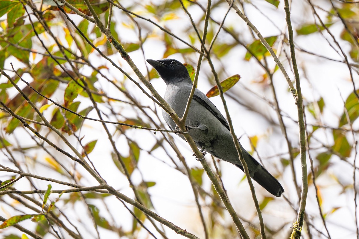 Sunda Cuckooshrike - ML644080657