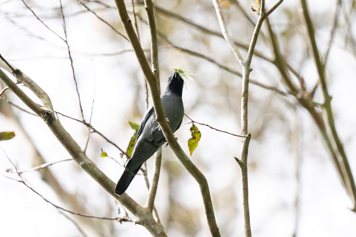 Sunda Cuckooshrike - ML644080658